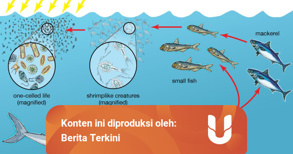 Gambar Rantai Makanan dalam Ekosistem Kolam dan Laut - kumparan.com